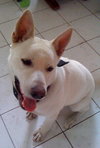 Ranger the White GSD
