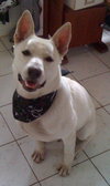 Ranger the White GSD