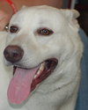 Ranger the White GSD