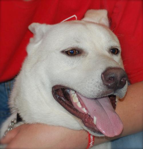 Ranger the White GSD