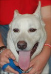 Ranger the White GSD