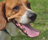 Joey the Beagle