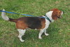 Joey the Beagle