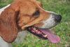 Joey the Beagle