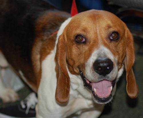 Joey the Beagle