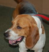 Joey the Beagle