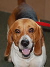 Joey the Beagle