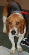 Joey the Beagle