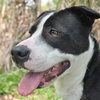 Jake the Lab/Border Collie