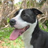 Jake the Lab/Border Collie