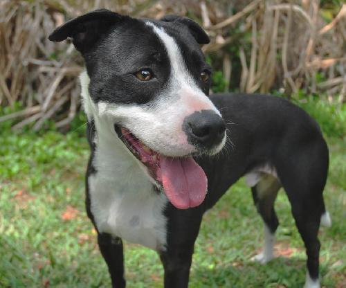 Jake the Lab/Border Collie