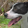 Jake the Lab/Border Collie