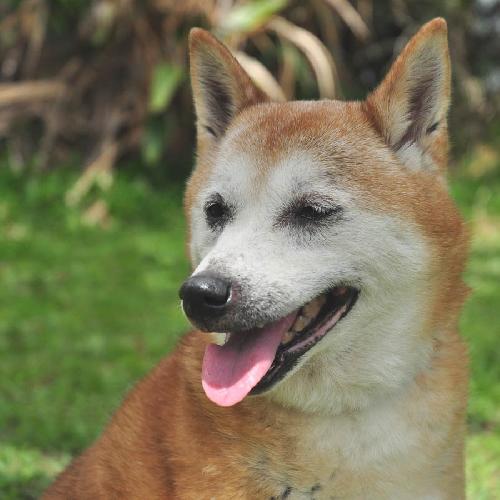 Cassey the Shiba