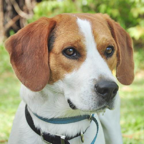 Hamlet the Beagle