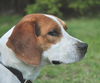 Hamlet the Beagle