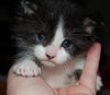 Little Oreo the Kitten