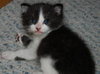 Little Oreo the Kitten
