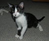 Little Oreo the Kitten