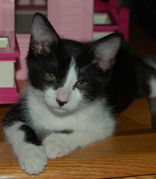 Little Oreo the Kitten