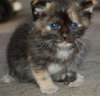 Little Sassie
