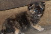 Little Sassie
