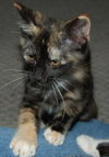 Little Sassie
