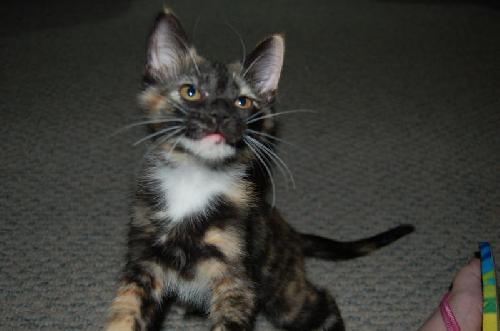 Little Sassie