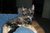 Little Sassie