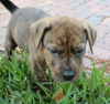 Jack the Lab Puppy