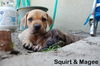Magee the Lab Puppy