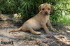 Bentley Squirt the Trained Lab