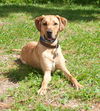 Bentley Squirt the Trained Lab