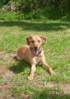 Bentley Squirt the Trained Lab