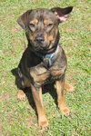 Trafford the Shepherd