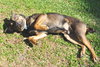 Trafford the Shepherd