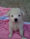 Spankie the Westie Puppy