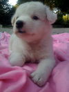 Spankie the Westie Puppy
