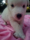 Spankie the Westie Puppy