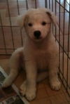 Spankie the Westie Puppy