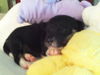 Pharoah the shepherd puppy