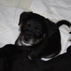 Pharoah the shepherd puppy