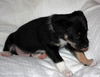 Pharoah the shepherd puppy