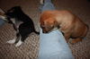 Pharoah the shepherd puppy