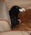 Pharoah the shepherd puppy