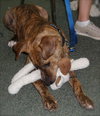 Pittsburg the Playful Lab