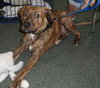 Pittsburg the Playful Lab