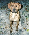 Pittsburg the Playful Lab