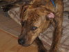 Pittsburg the Playful Lab