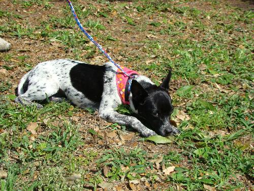 Bluetick best sale rat terrier