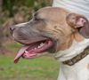 Thor the Terrier